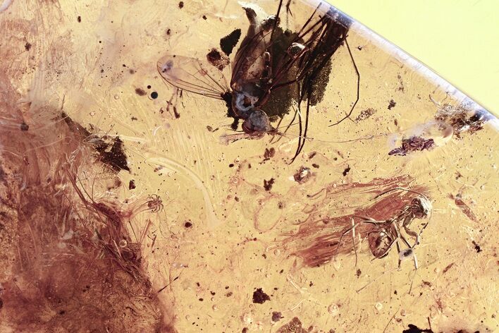 Fungus Gnat, Ant, Fly, Spider Exuvia, Mites, and Springtails in Amber #325464